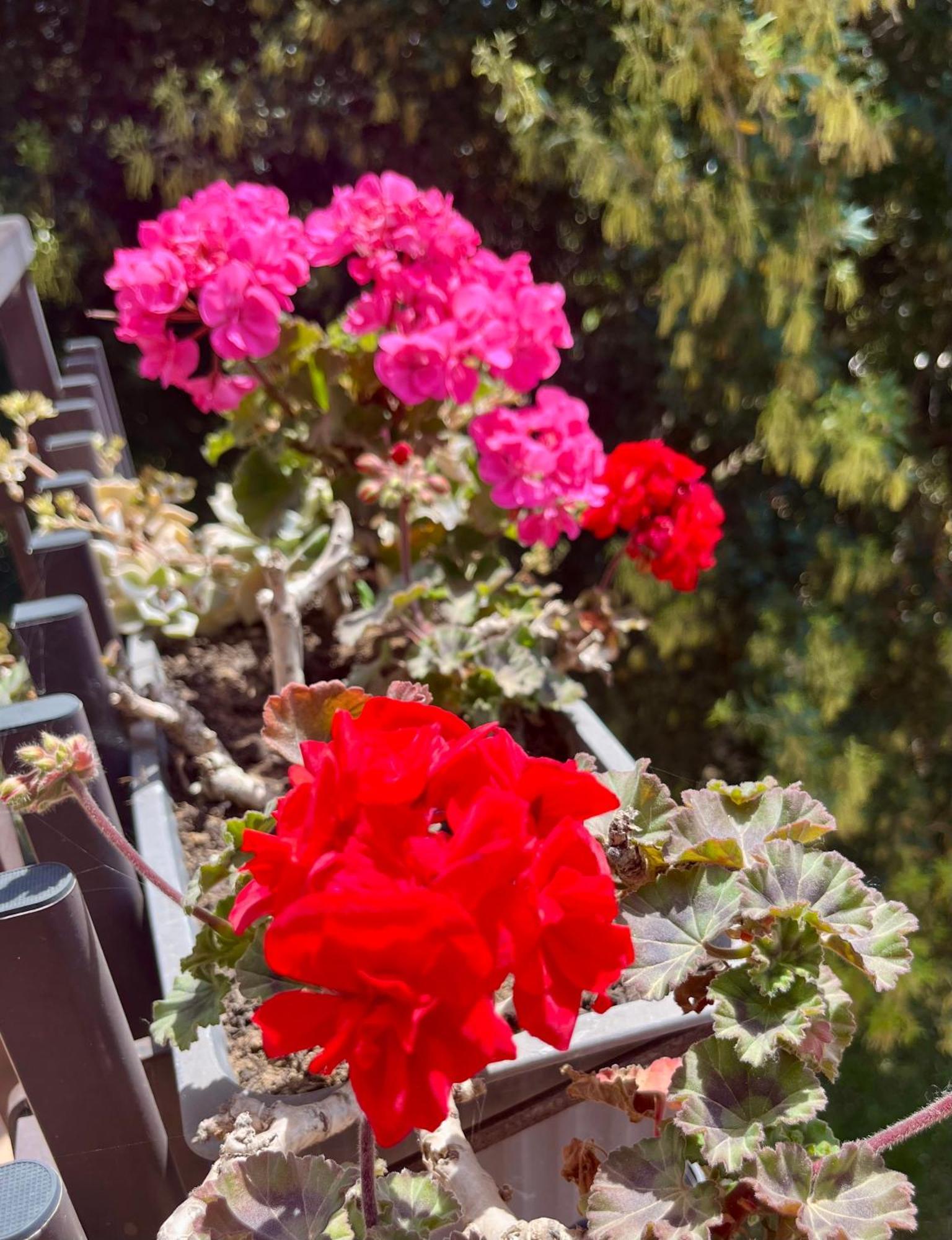 I Lecci Guesthouse San Felice Circeo Luaran gambar